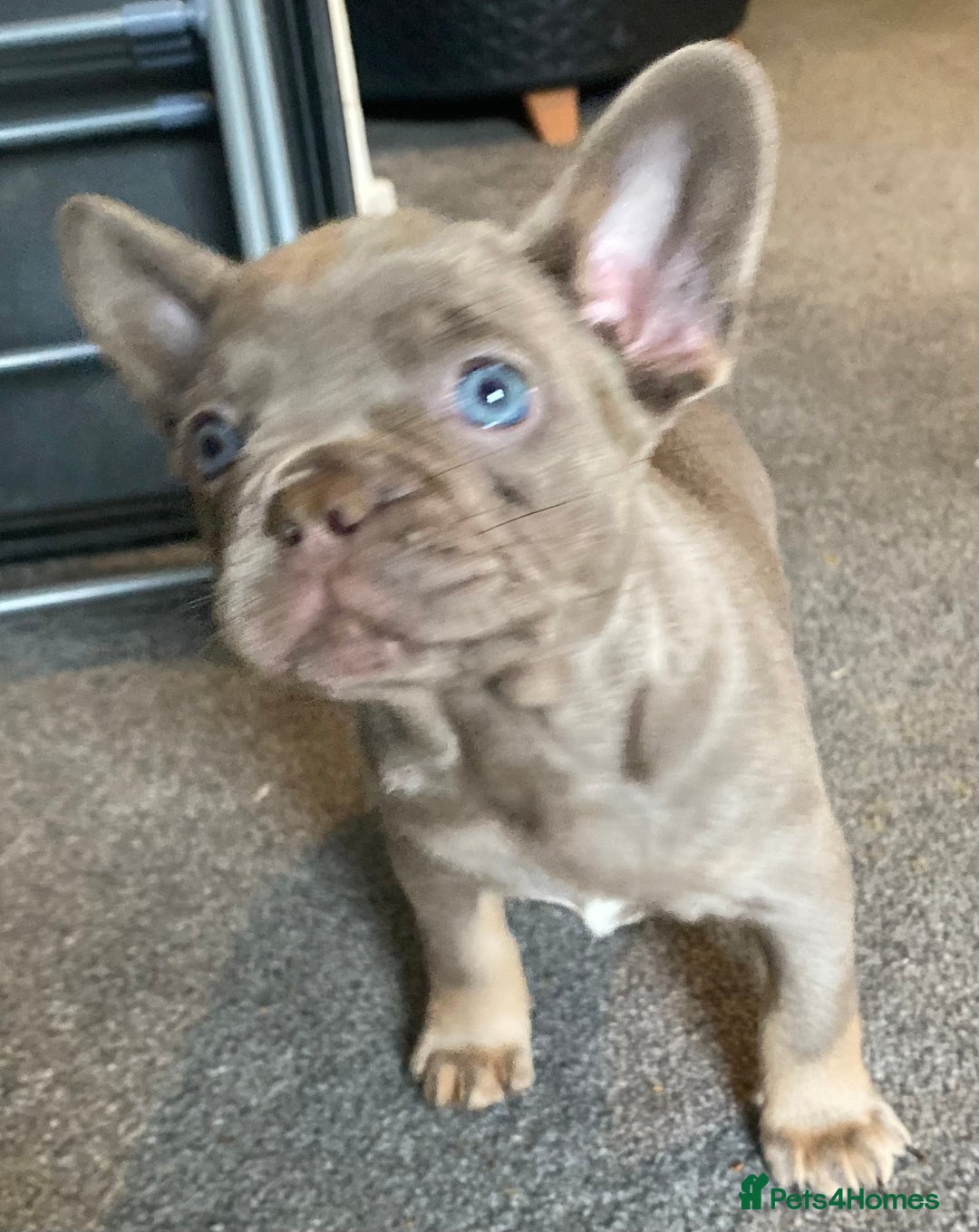 French Bulldog dogs for sale: FLUFFY AND PINK CARRIERS  - Advert 2