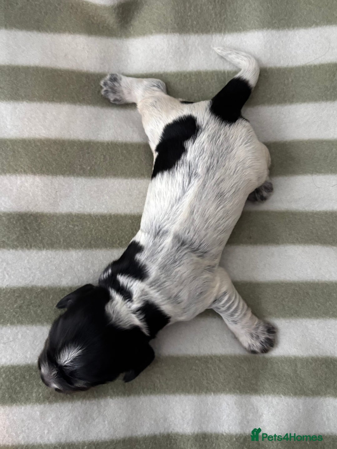 Cocker Spaniel dogs for sale: Beautiful Cocker Spaniel Puppies - Advert 12