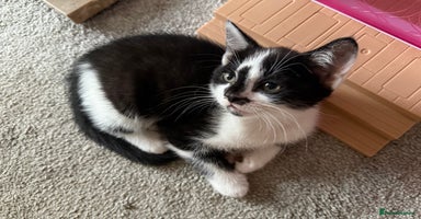 Mixed Breed cats - Advert 16