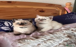 British Shorthair cats for sale: All have an new home  ❤️‍🔥💝  - Image 4