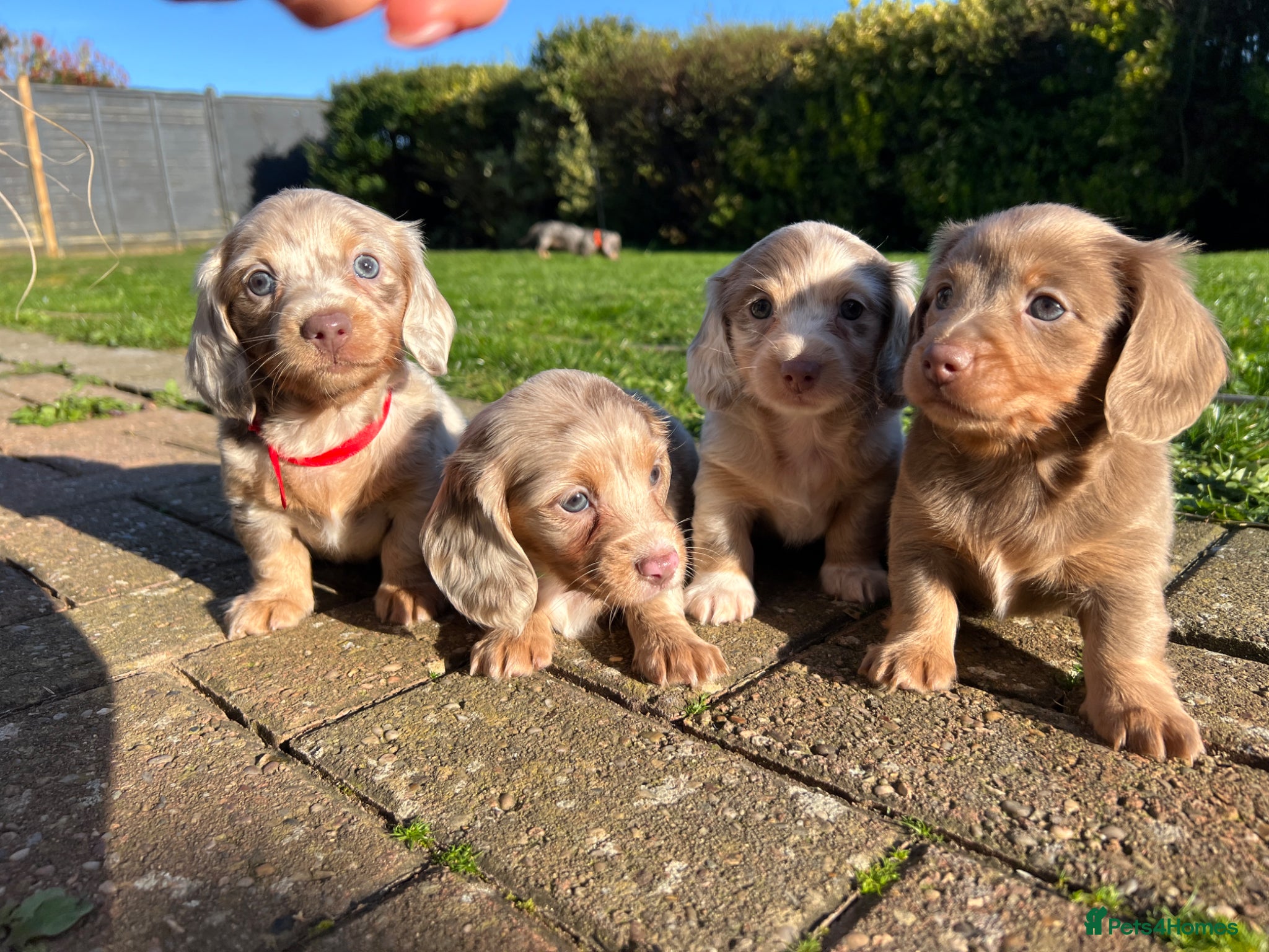 Miniature Dachshund dogs Long haired Miniature dachshund puppies KC REG - Advert 10