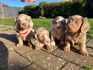 Miniature Dachshund dogs Long haired Miniature dachshund puppies KC REG - Advert 10