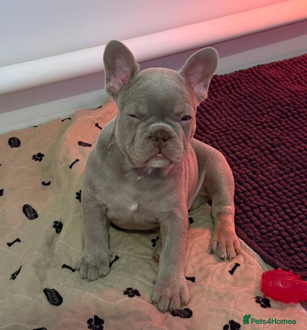 French Bulldog dogs for sale: French Bulldog Puppies  - Advert 16