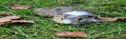 Guinea Pig rodents for sale: Herd of guinea pigs for sale in Chippenham - Advert 4