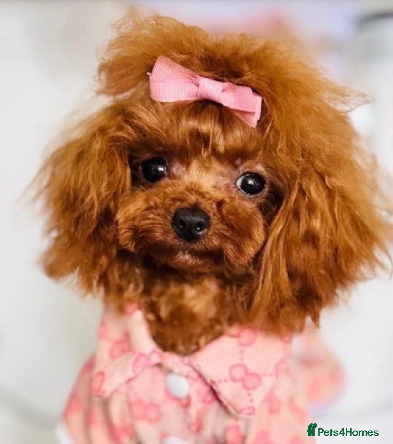 Toy Poodle dogs ASIAN TOY POODLE BOY (import) 🩵  - Advert 2