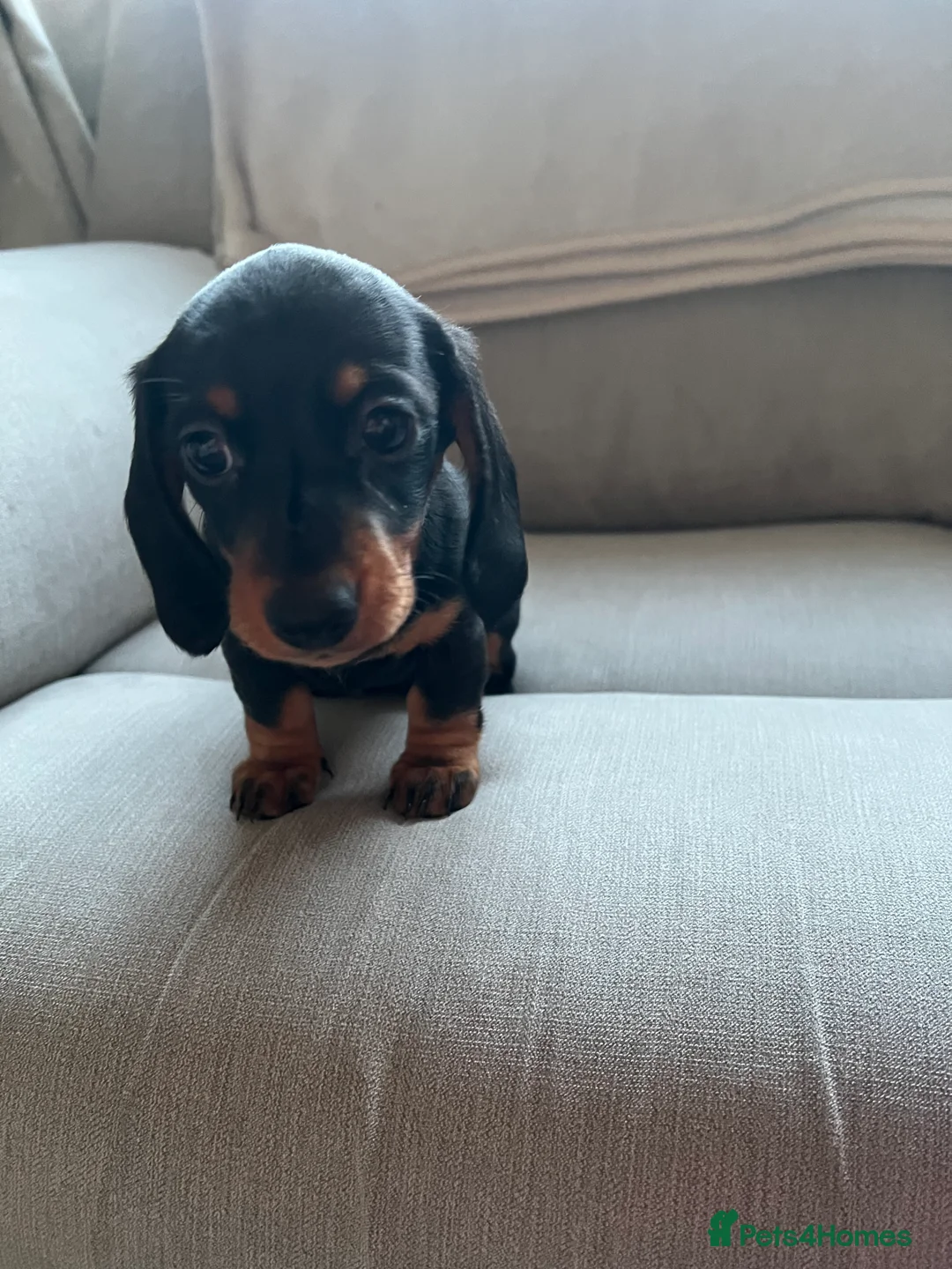 Dachshund dogs for sale: Beautiful KC miniature Smooth  - Advert 8