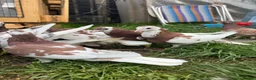 Pigeons birds for sale: Tumbler Pigeons for sale in hull - Advert 4