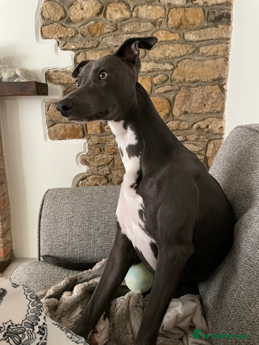 Whippet dogs for stud: Striking Blue Whippet for Stud in Banbury - Advert 6