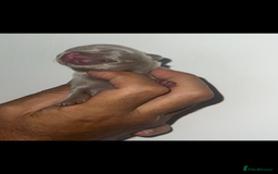 Chihuahua dogs for sale: Chihuahua puppy’s blue and lilicas  - Image 21