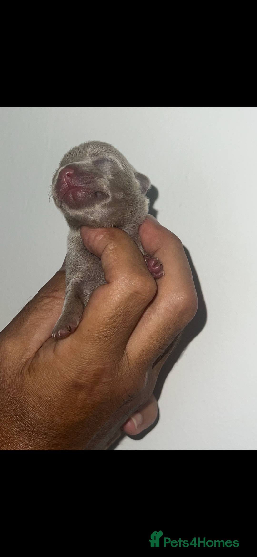 Chihuahua dogs for sale: Chihuahua puppy’s blue and lilicas  - Image 21