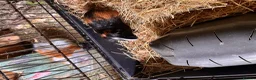Guinea Pig rodents for sale: single male looking for a home!  - Advert 2