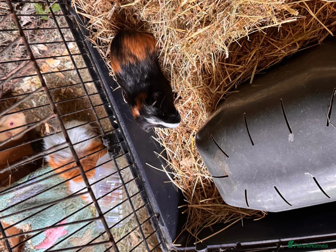 Guinea Pig rodents for sale: single male looking for a home!  - Advert 2