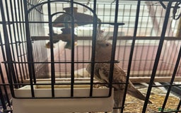 Parrots birds for sale: Parrot for sale with cage and food  - Image 2