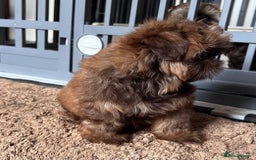 Shih Tzu dogs for sale: Stunning KC chocolate imperial Shihtzu puppies - Image 18