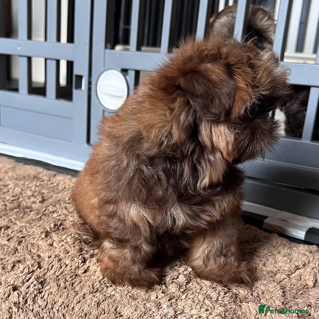 Shih Tzu dogs for sale: Stunning KC chocolate imperial Shihtzu puppies - Image 18