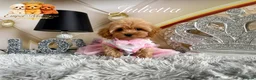 Maltipoo dogs for sale: Tiny teddy Maltipoo- from Asian teddy poodle dad - Advert 3
