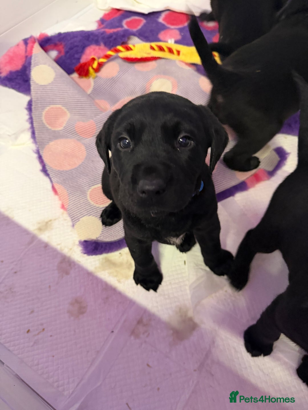 Labrador Retriever dogs for sale: Labradors 6 chunky black boys and 1 little girl - Advert 18