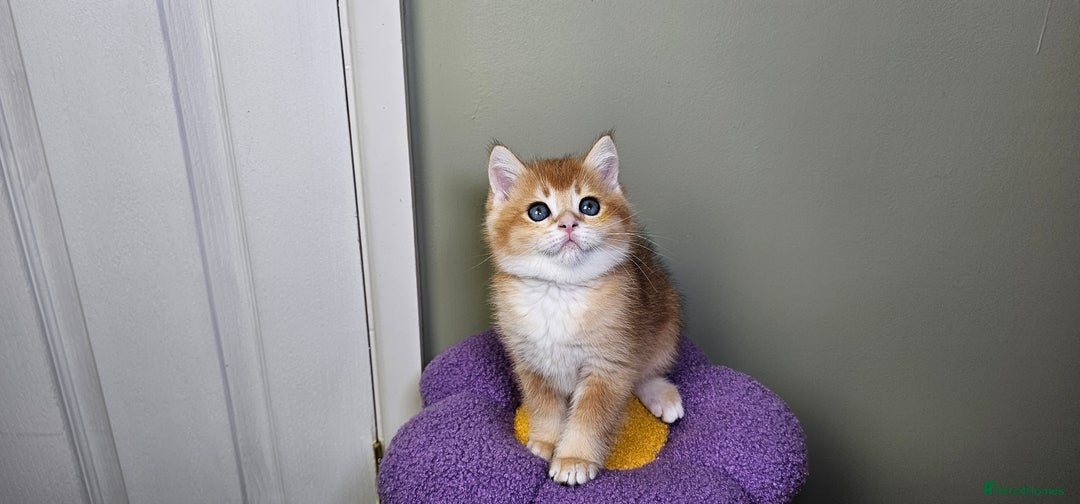 Scottish Fold cats for sale: READY NOW - TICA - SCOTTISH STRAIGHT BOY, NY12. - Image 27