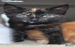 Mixed Breed cats for sale: 1/4 Maincoon dog friendly tortoiseshell girl - Image 7