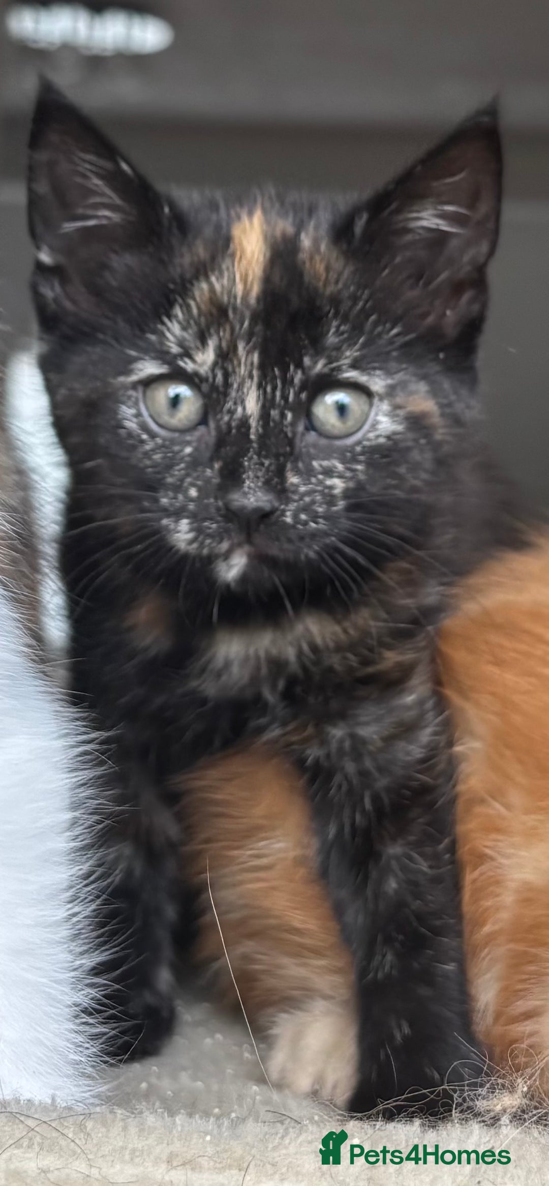 Mixed Breed cats for sale: 1/4 Maincoon dog friendly tortoiseshell girl - Image 7