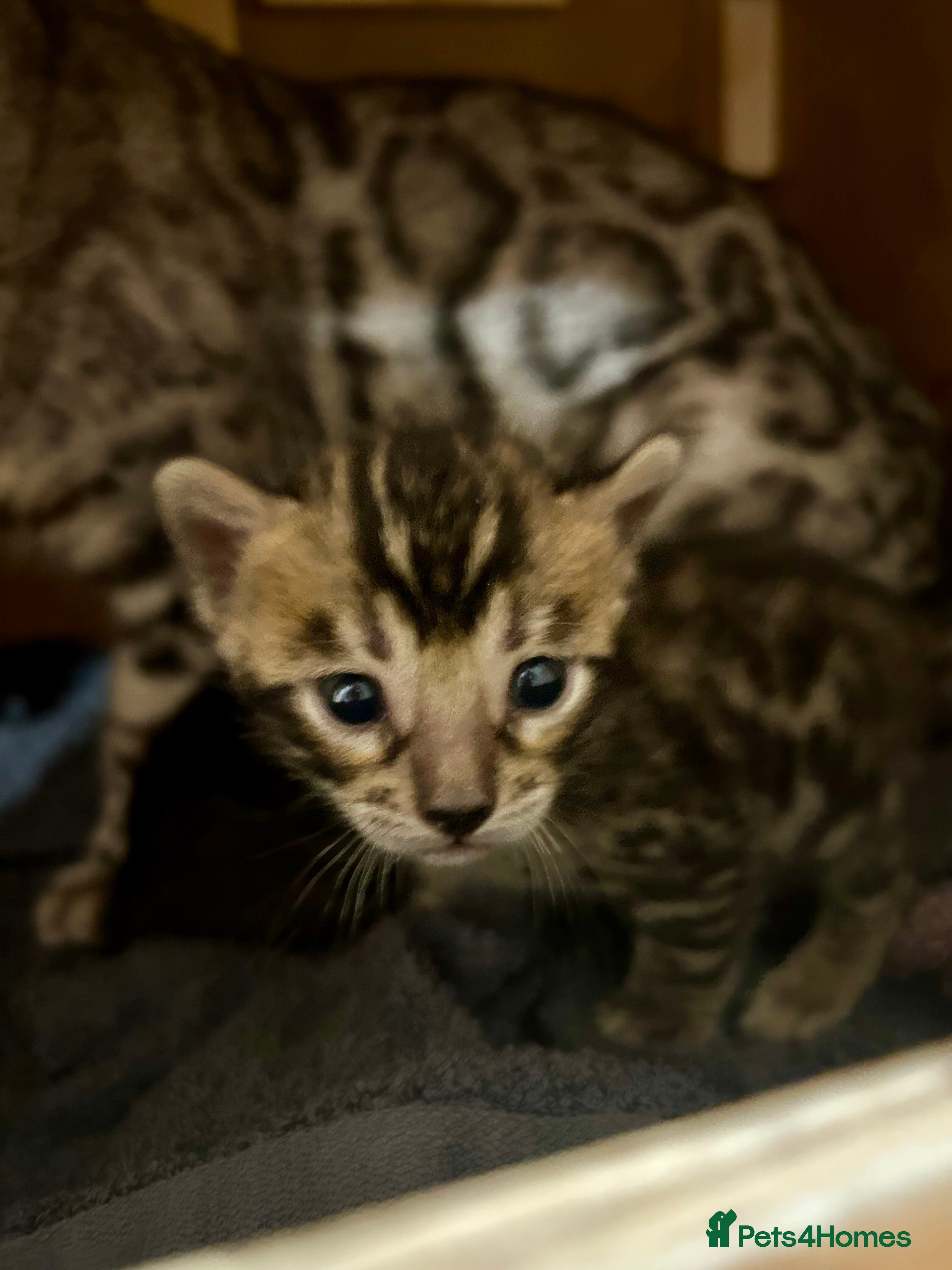 Bengal cats Last Stunning Bengal kitten ready for reservation  - Advert 3