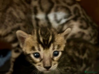 Bengal cats Last Stunning Bengal kitten ready for reservation - Advert 2