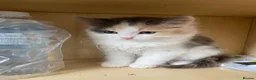 Mixed Breed cats for sale: 4 Beautiful Kittens Ready for Their Forever Homes in Manchester - Advert 10