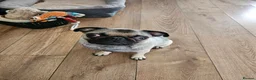 Pug dogs for sale: Loving 10 month female silver fawn pug  - Advert 12