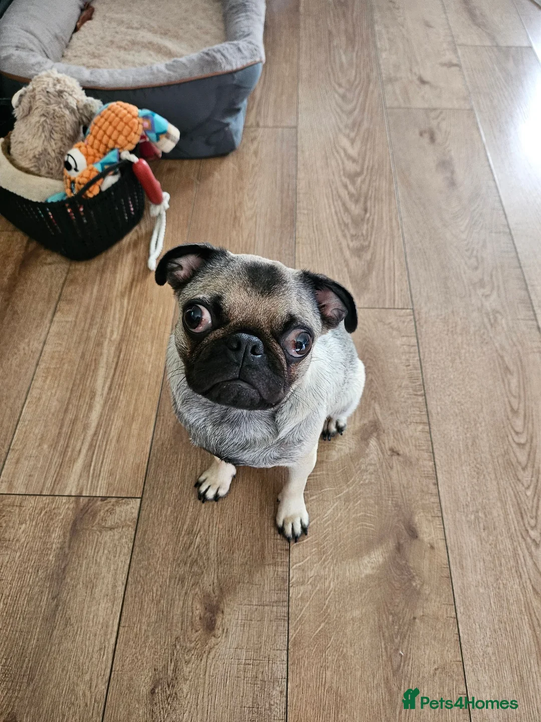 Pug dogs for sale: Loving 10 month female silver fawn pug  - Advert 12