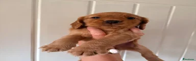 Cocker Spaniel 3