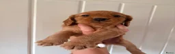 Cocker Spaniel dogs for sale: 3 cocker pups  - Advert 12