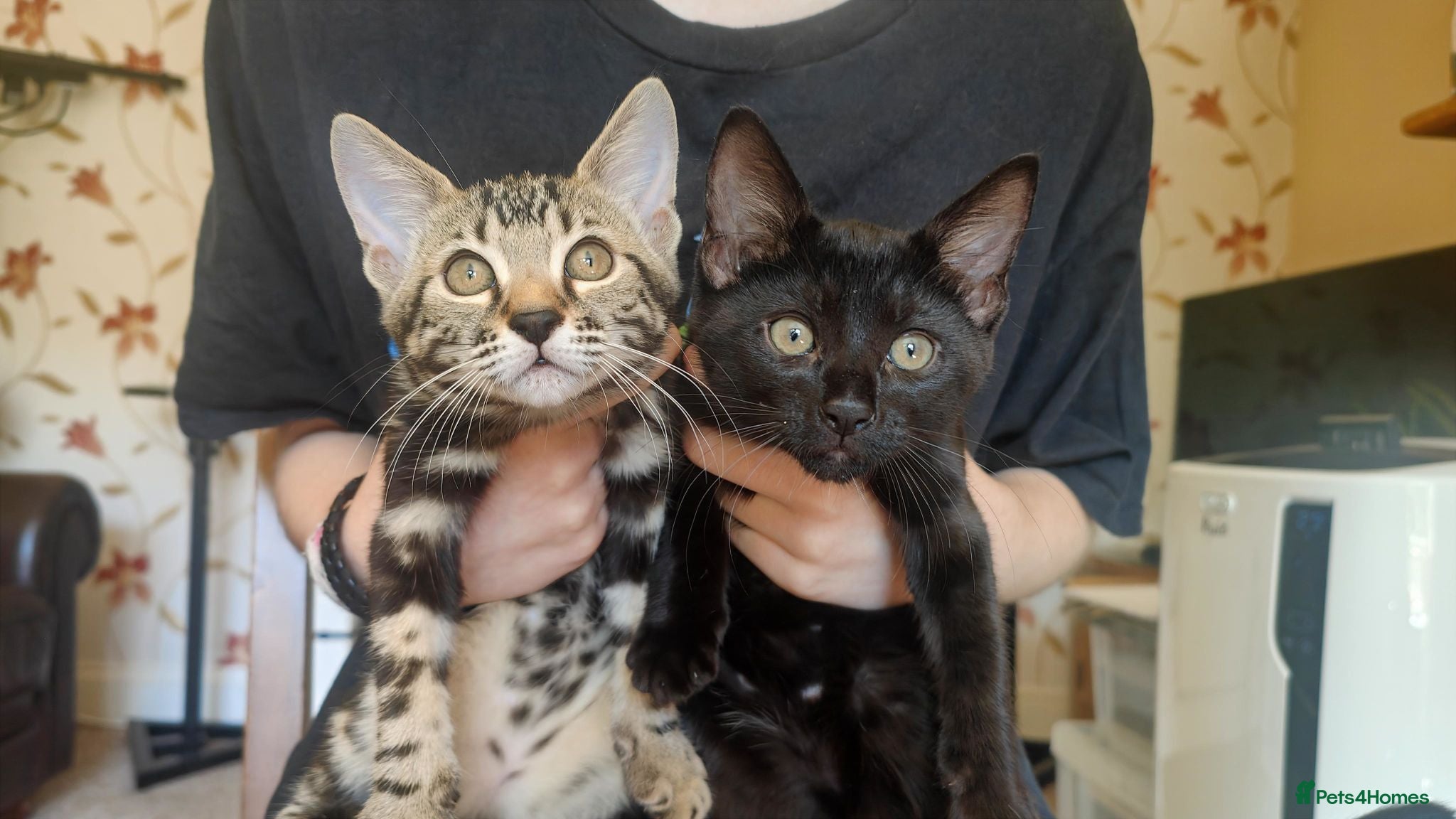 Mixed Breed cats 2x Beautiful female half Bengal kittens left - Advert 14