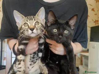 Mixed Breed cats 2x Beautiful female half Bengal kittens left - Advert 14
