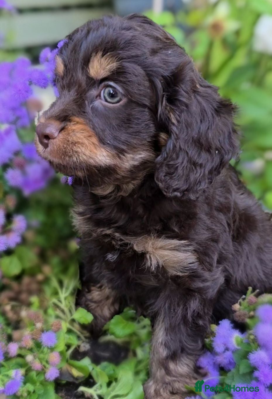 Cavapoo dogs F1 Cavapoo Puppies  - Advert 3