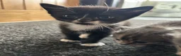Mixed Breed cats for sale: 3 gorgeous kittens looking to be loved  - Advert 13
