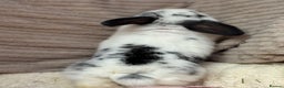 Mini Lop rabbits for sale: Stunning mini lops (vaccinated)  - Advert 5