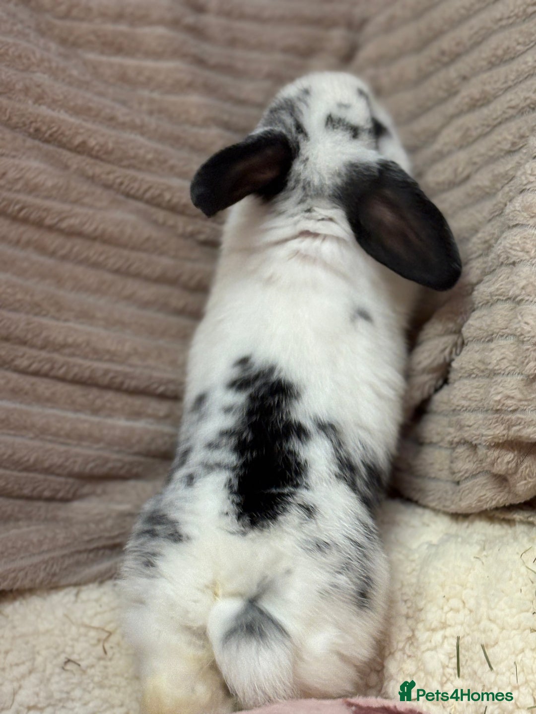 Mini Lop rabbits for sale: Stunning mini lops (vaccinated)  - Advert 5