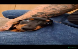 Dachshund dogs for sale: Miniature Dachshund 12 Weeks Girl - Image 2