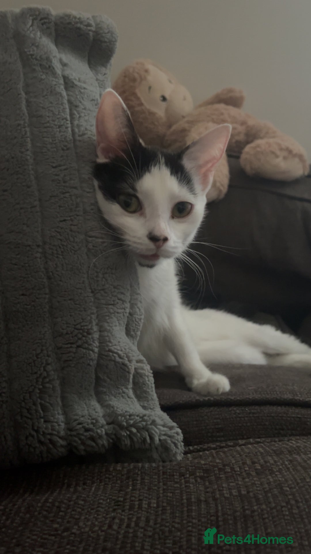 Domestic Shorthair cats for sale: tuxedo kitty - Advert 4