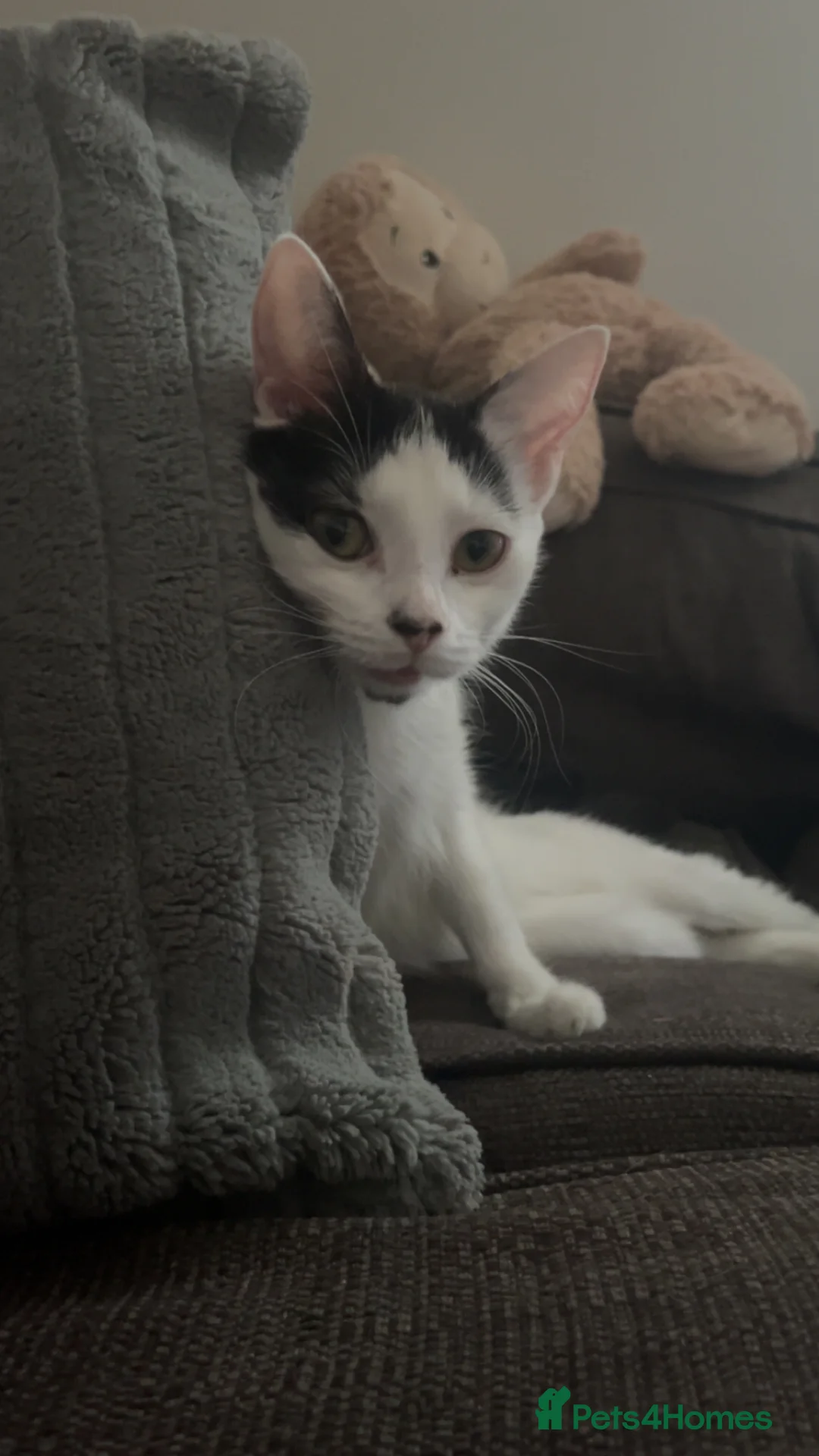 Domestic Shorthair cats for sale: tuxedo kitty - Advert 4