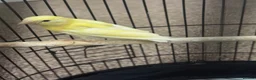 Canaries birds for sale: 3 yellow canaries /read the description - Advert 5
