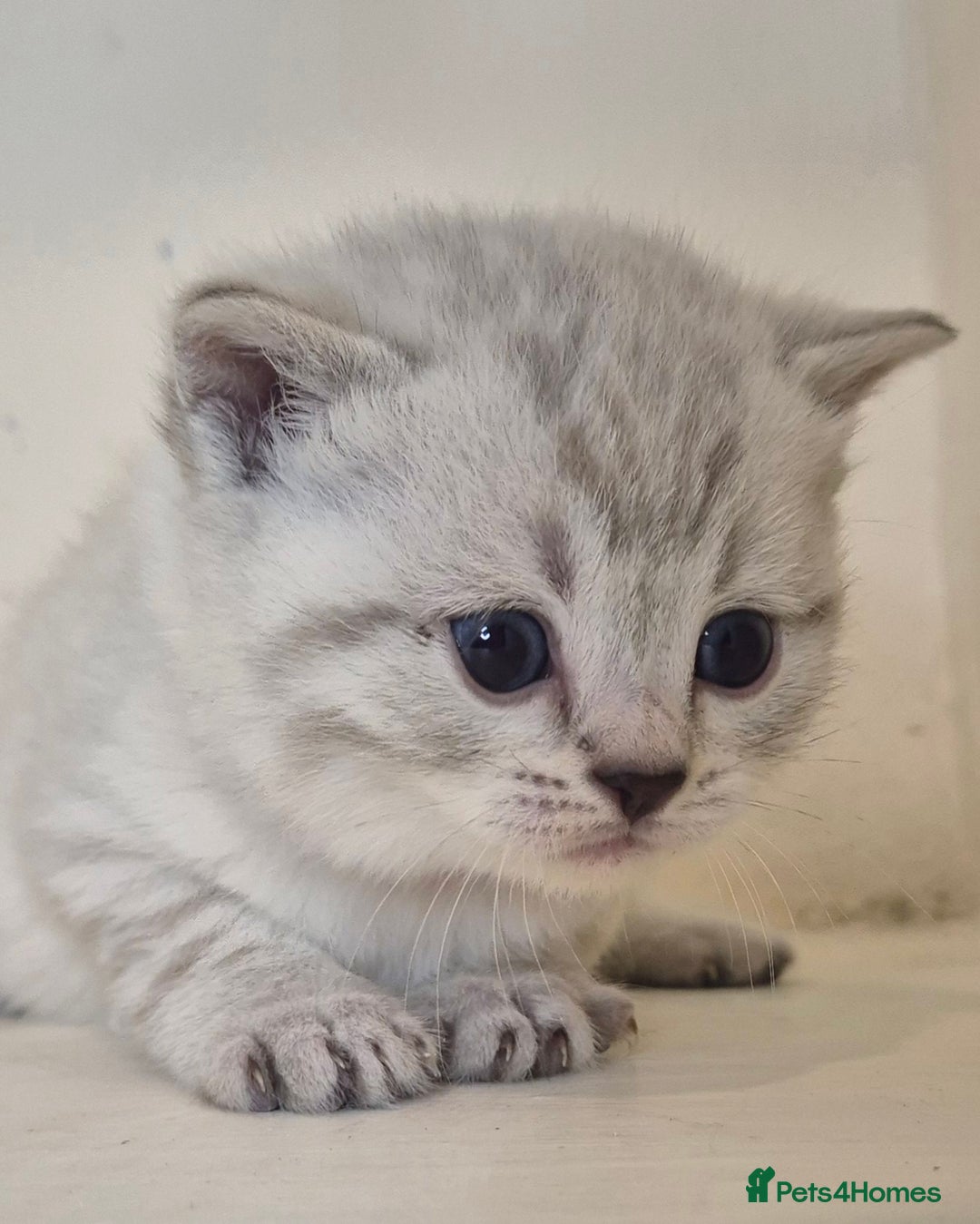 Bengal cats for sale: Bengal x British short hair - Advert 10