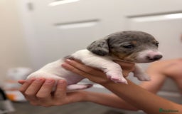Miniature Dachshund dogs for sale: 4 MINIATURE DACHSHUND PUPPIES 🤍  - Image 5