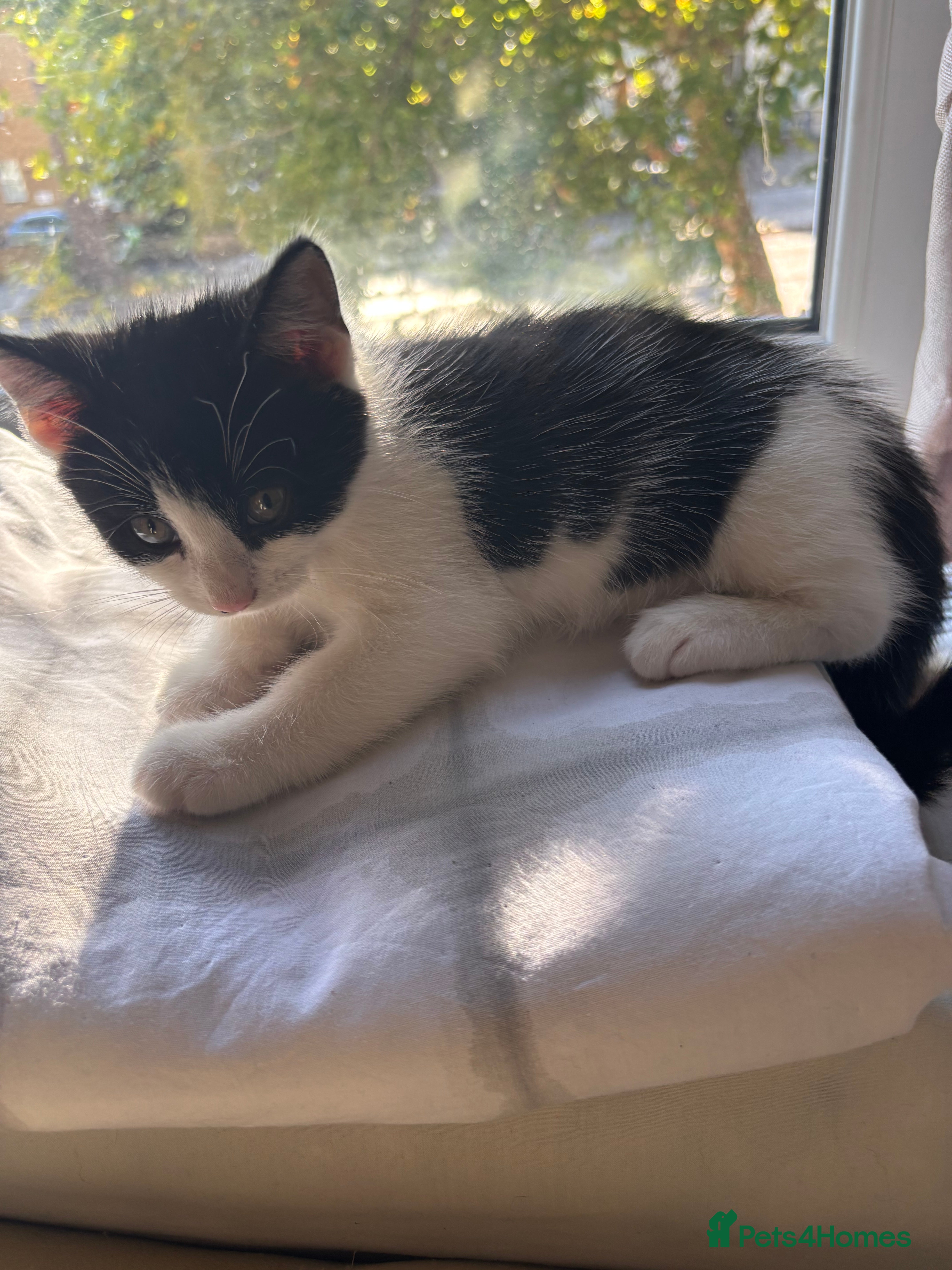 Mixed Breed cats Kittens Ready Now - 4 Males, 1 Female  - Advert 12