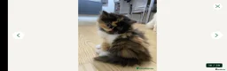 Persian cats for sale: Persian female kitten  - Advert 4