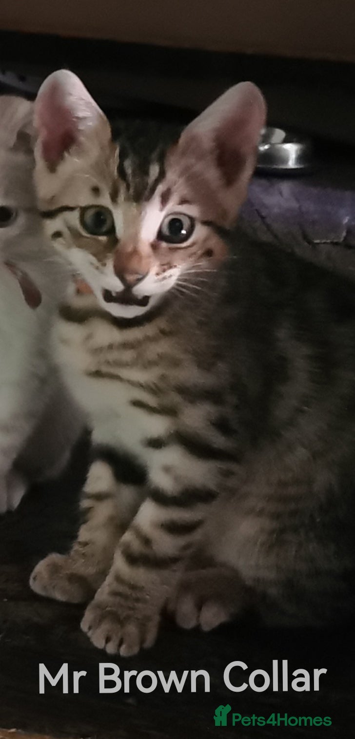 Bengal cats  Silver, Snow & brown Spotted Bengal Kittens - Advert 2