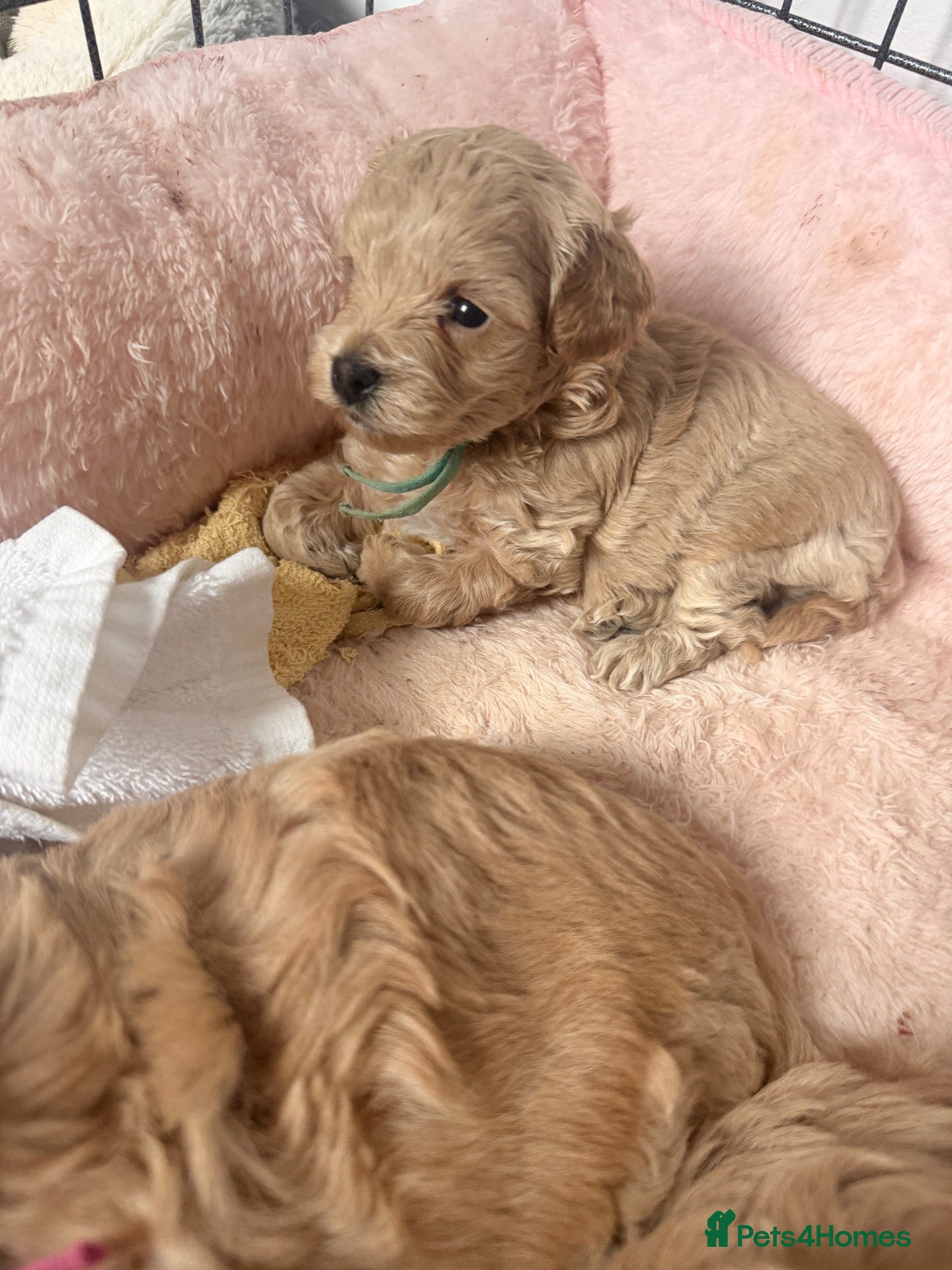 Maltipoo dogs 🩷💙Tiny Maltipoos,KC dna health clear parents 🥰 - Advert 1