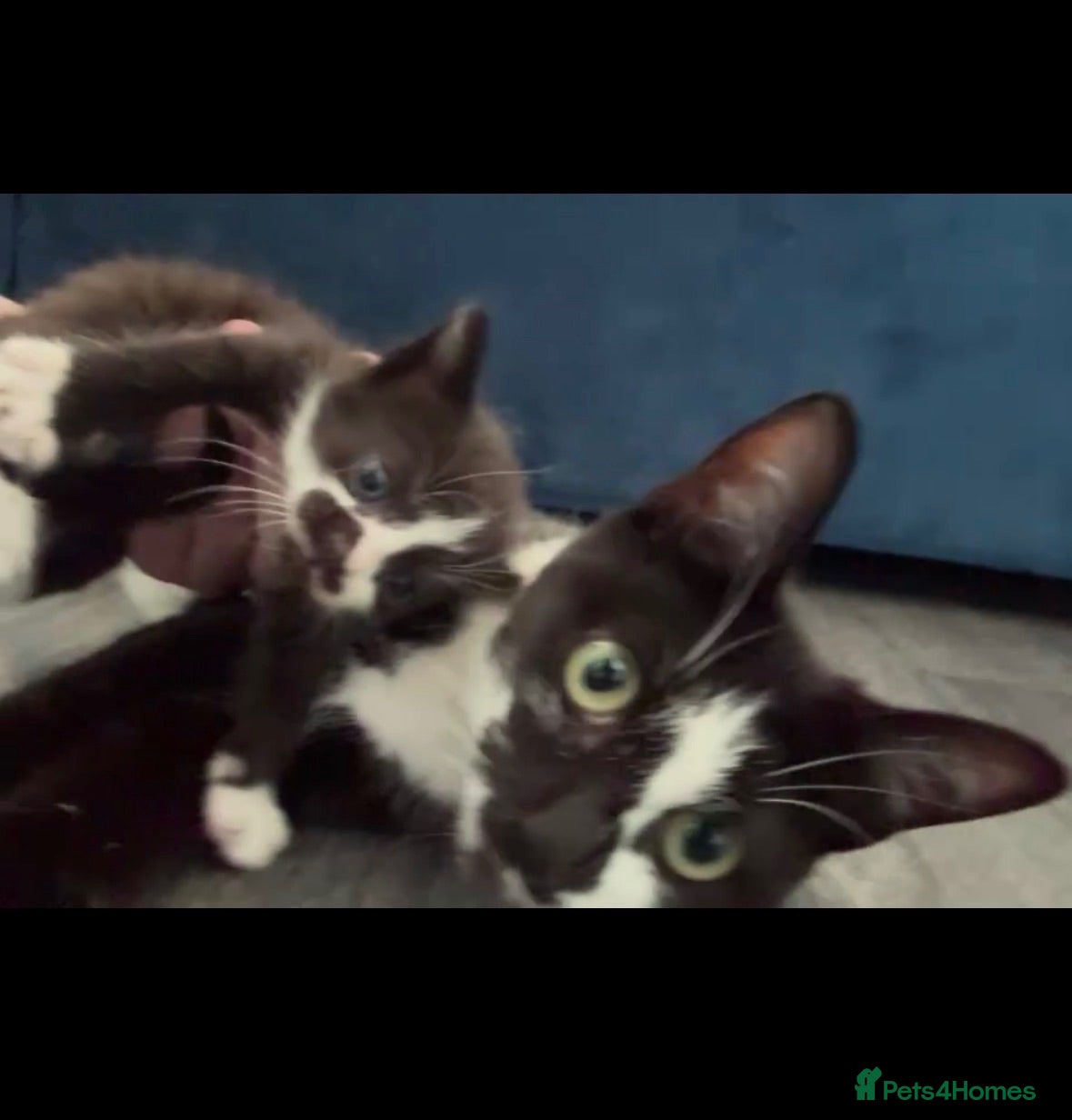 Mixed Breed cats Black and white male kittens  - Advert 1