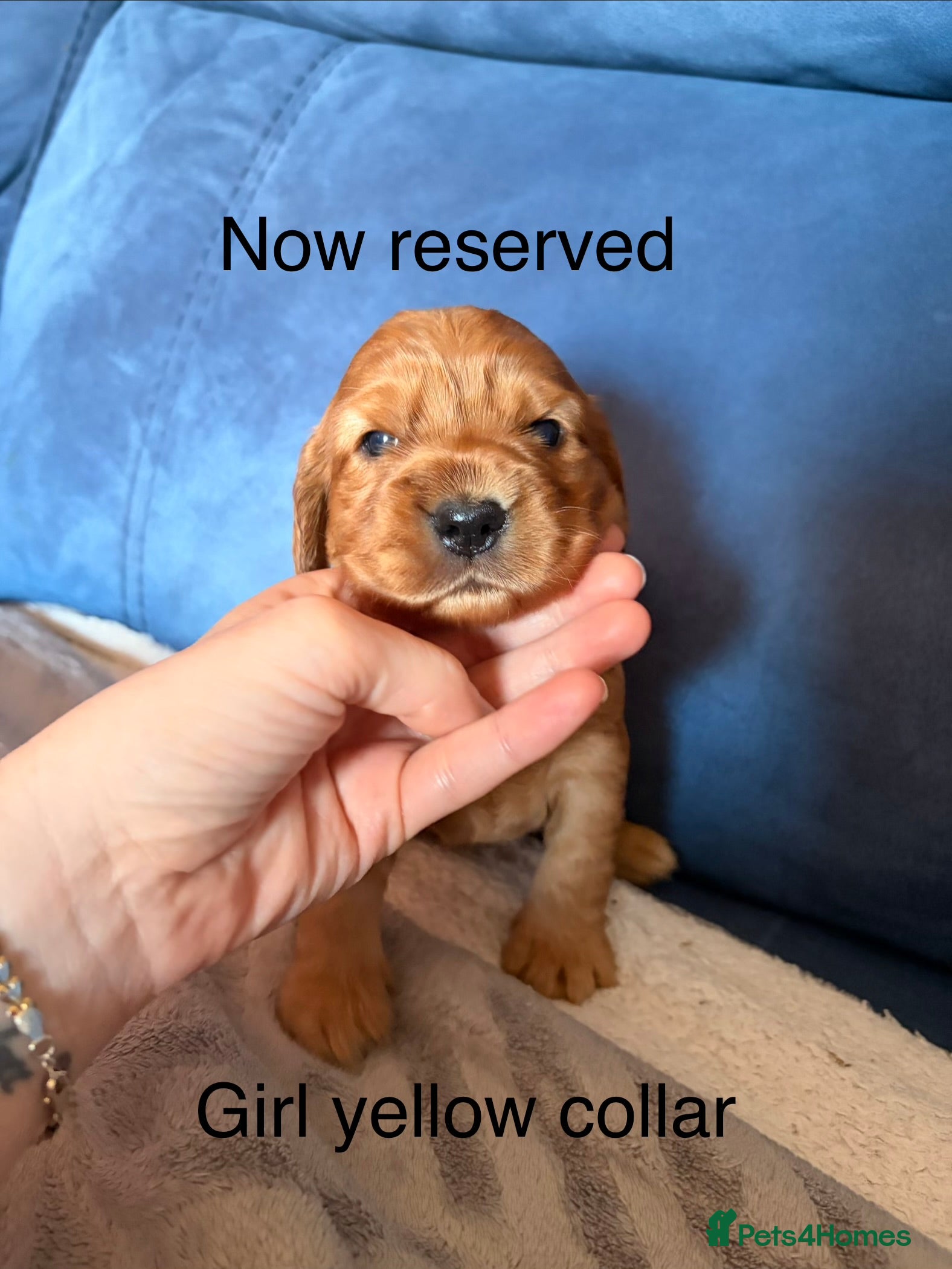 Cocker Spaniel dogs 1 boy show cocker spaniel puppies left - Advert 2