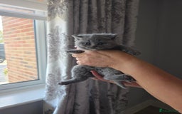 British Shorthair cats for sale: BRITISH SHORTHAIR KITTENS  - Image 8